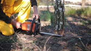 Best Utility Line Clearance  in Bodega Bay, CA