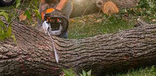 Best Lawn Renovation and Restoration  in Bodega Bay, CA
