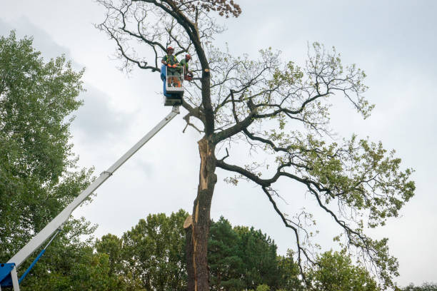 How Our Tree Care Process Works  in  Bodega Bay, CA