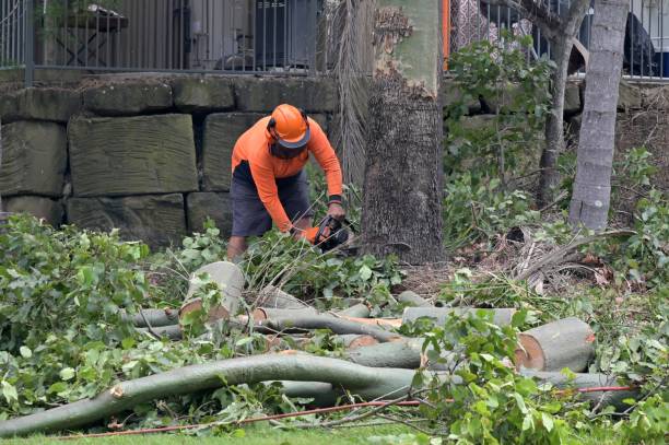Reliable Bodega Bay, CA Tree Removal Solutions